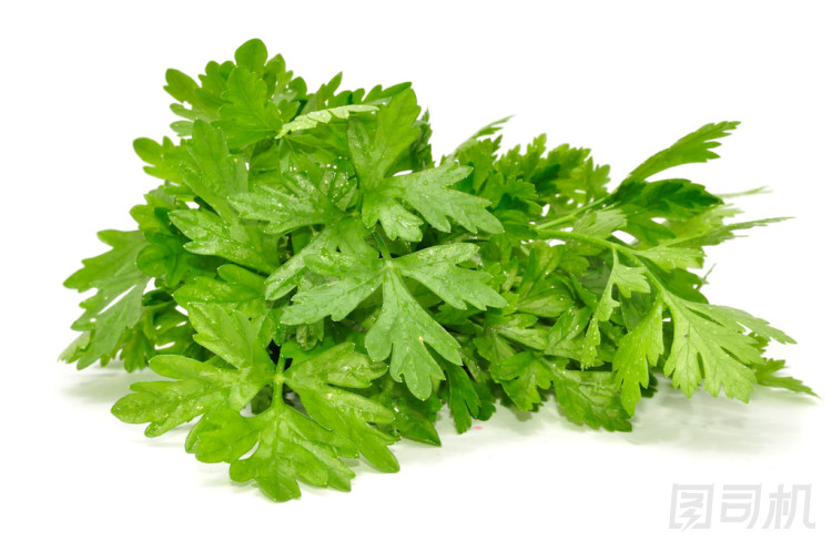 新鮮歐芹圖片