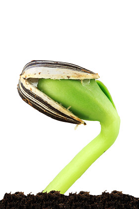 向日葵幼苗图片