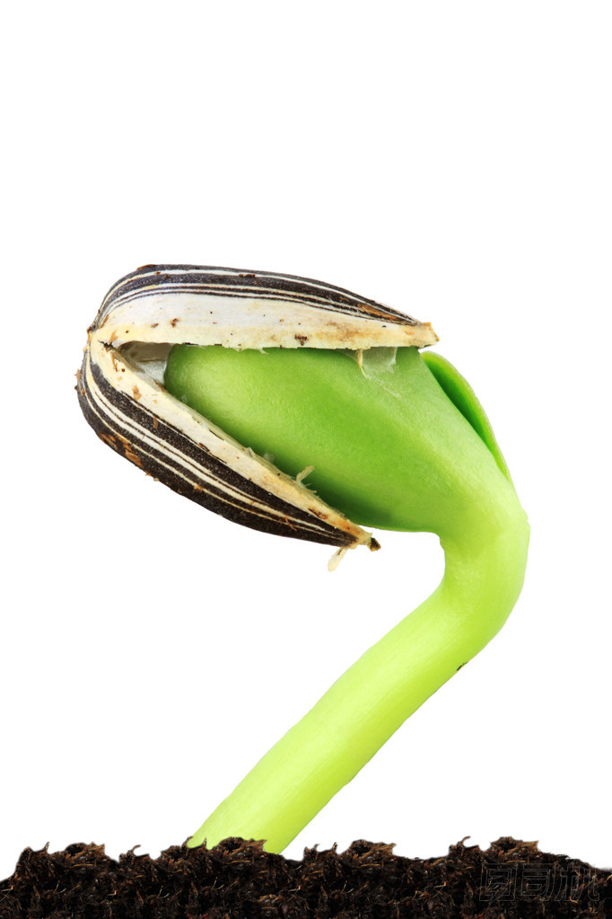 向日葵幼苗圖片