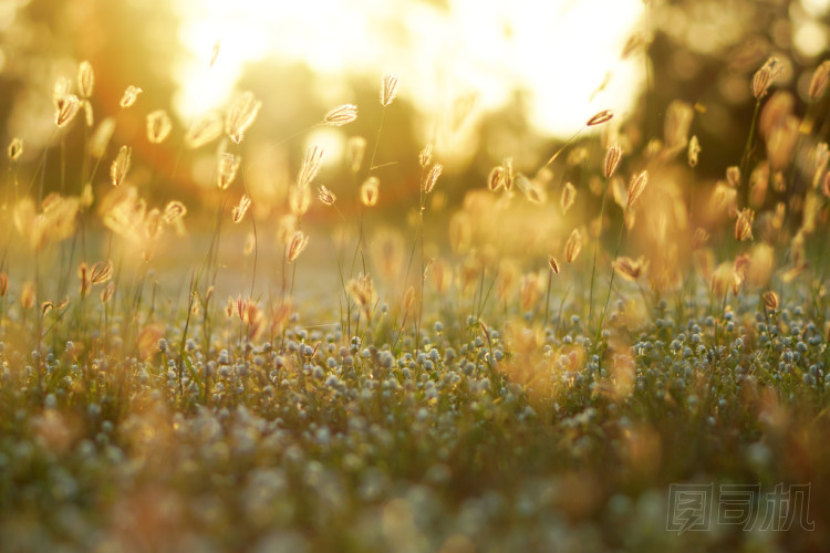 在花園里的花草