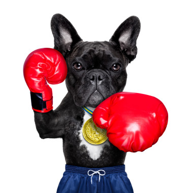 活躍的運動犬圖片