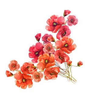 罂粟花朵