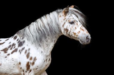 阿巴魯薩馬或小馬的肖像