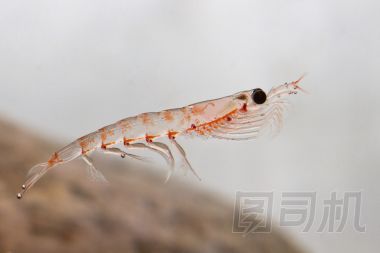 南極磷蝦，浮在水面上南極水中