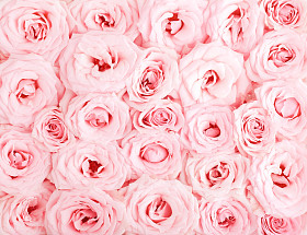 粉色玫瑰背景
