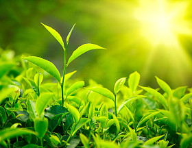 茶芽和叶图片