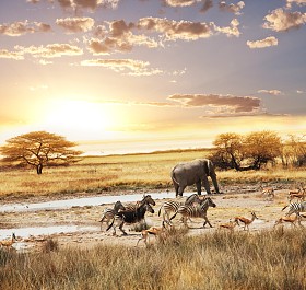 safari 在纳米比