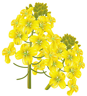 油菜花瓣 （甘蓝型油菜）。矢量图