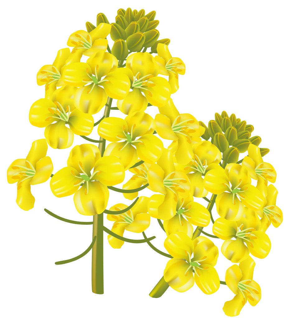 油菜花瓣 （甘蓝型油菜）。矢量图