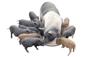 猪，在白色背景上图片