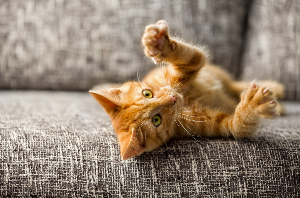 小猫玩 小猫玩