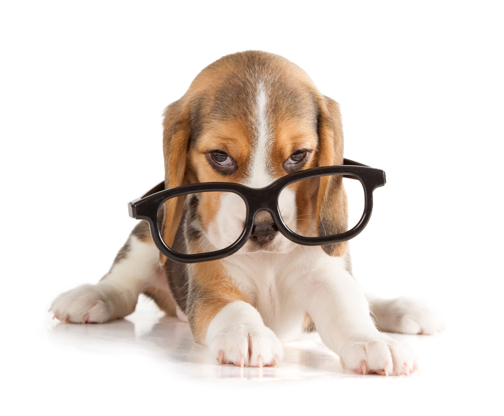 可爱的小猎犬小狗 可爱的小猎犬小狗