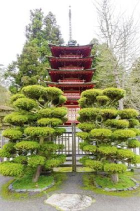 日本的茶园旧金山图片