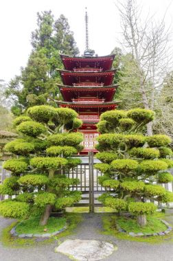 日本的茶园旧金山图片