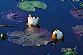 睡莲 alba (水百合)照片