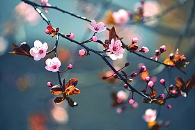 美丽日本樱花-樱花。与上一天的春天的花朵背景