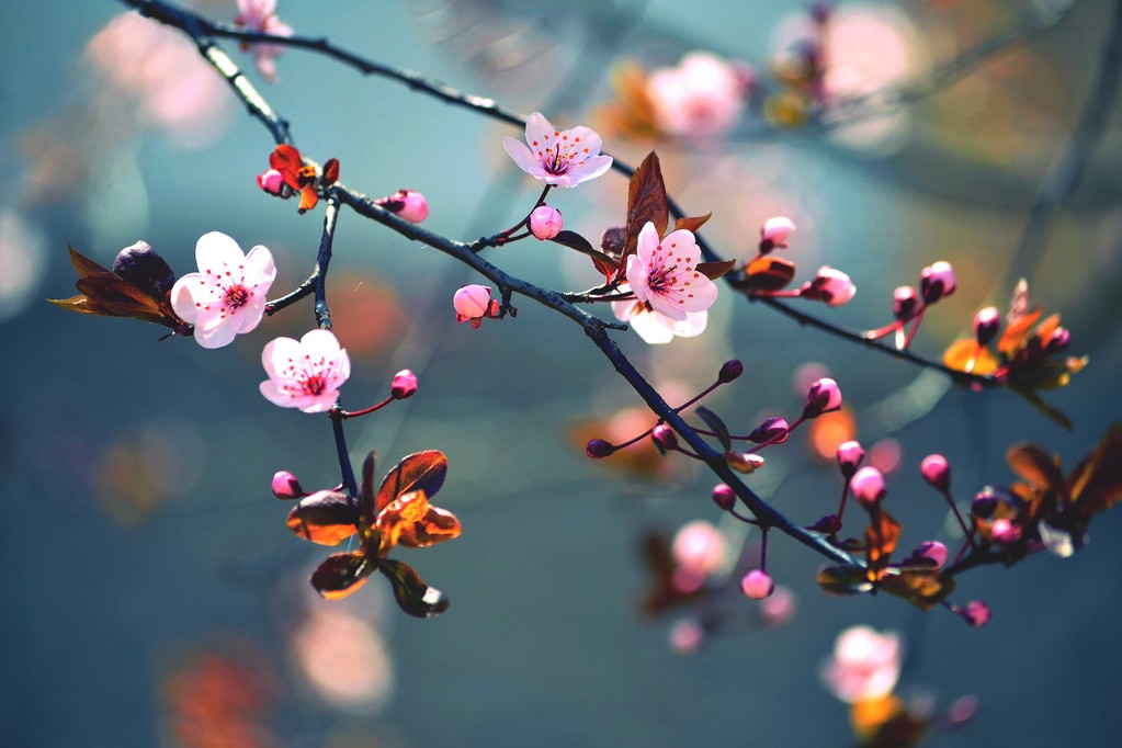 美丽日本樱花-樱花。与上一天的春天的花朵背景