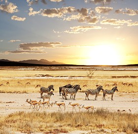 safari 在纳米比亚图片