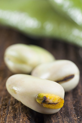 蚕豆