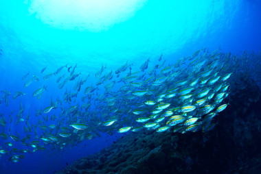 學(xué)校鮫魚(yú)水下在蘇梅島，泰國(guó)