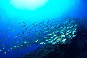 学校鲛鱼水下在苏梅岛，泰国