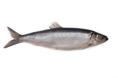 鹽漬的鯡魚魚上孤立的白色背景