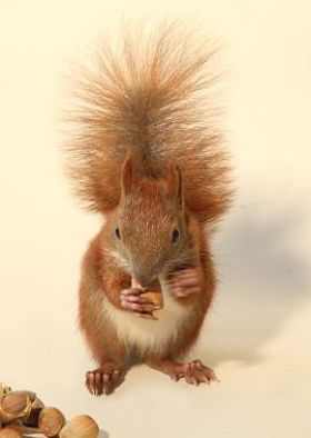 年轻的松鼠图片