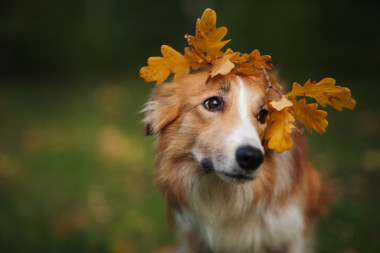 邊境牧羊犬下黃色的葉子在秋天