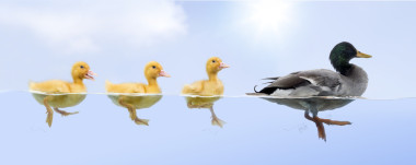 漂浮在原始的鴨子家庭圖片