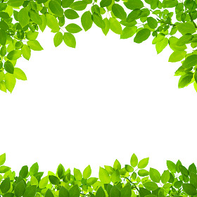 在白色背景上绿色的树叶边框