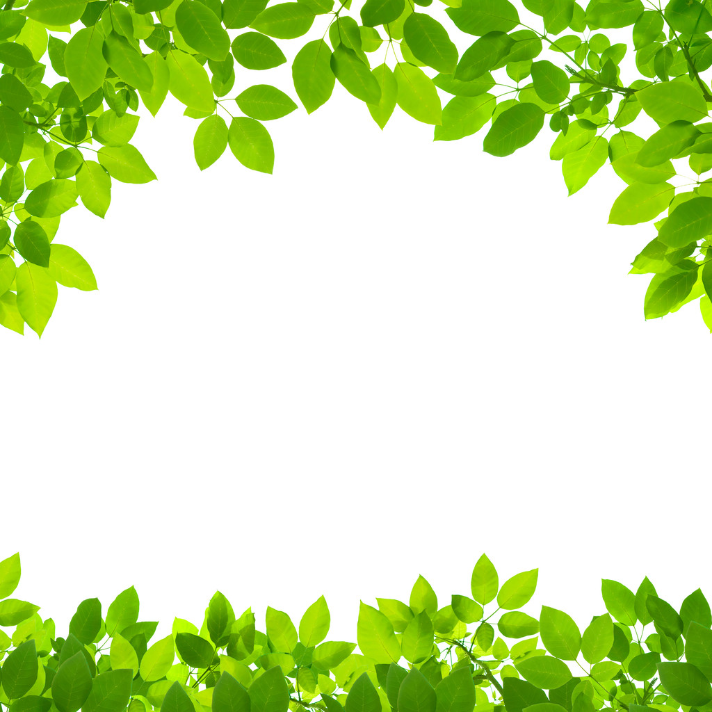 在白色背景上绿色的树叶边框