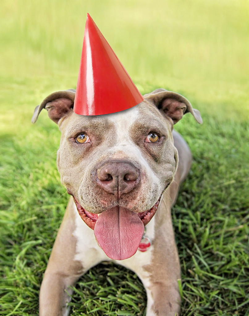 与党的帽子上的比特斗牛梗 与党的帽子上的比特斗牛梗