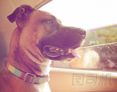 坐在車(chē)的拳師狗