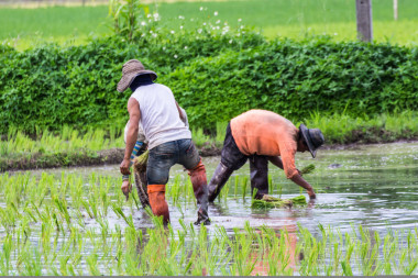 泰國農(nóng)民在稻田上種植圖片
