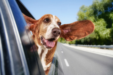 坐在車(chē)的短腿獵犬圖片