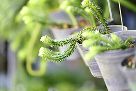 绿树盆栽植物.照片