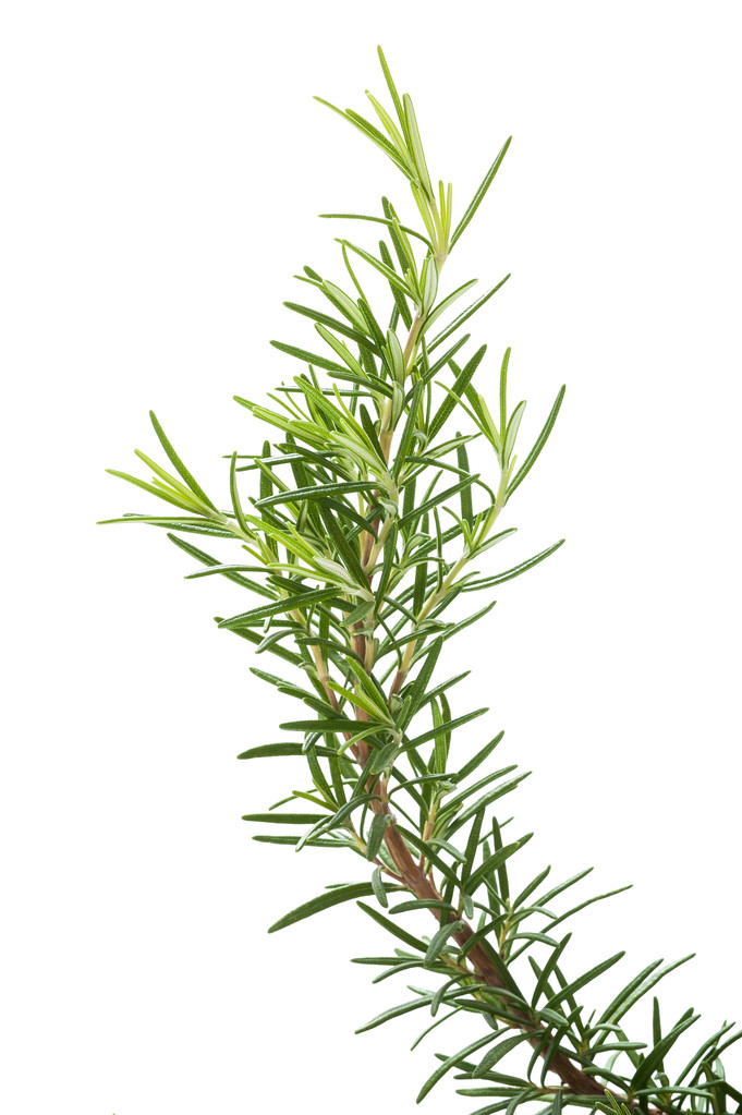 迷迭香图片 迷迭香图片