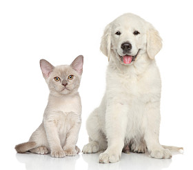 猫和狗在白色背景上图片
