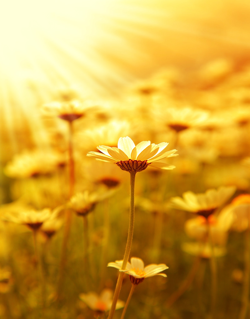 日落雏菊花场图片