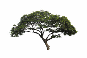  树隔离在白色背景上