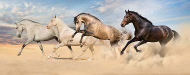 集團的運行馳騁的馬
