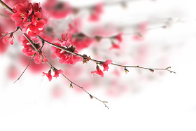 樱花图片