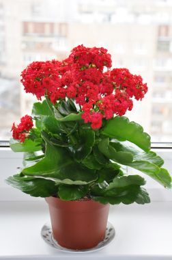 室內(nèi)植物開花在窗臺上