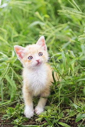  猫在草丛中