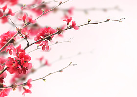 樱花图片