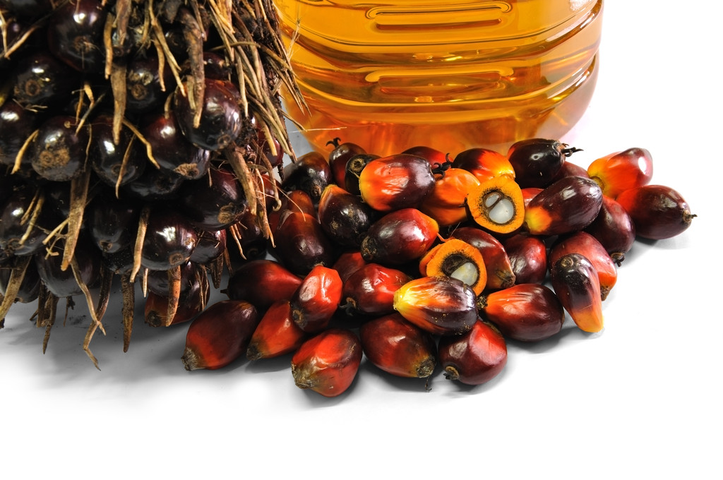 油棕果照片 油棕果照片