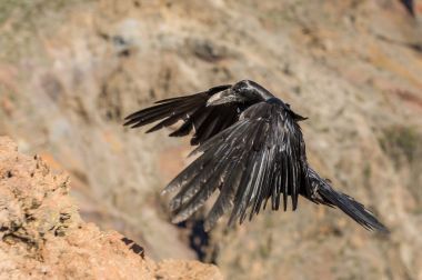 在山的黑烏鴉飛