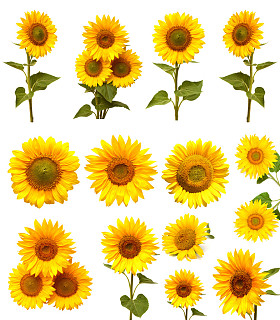 向日葵集合