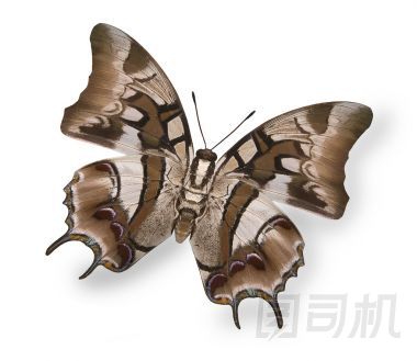 明亮的白色上孤立的米色熱帶蝴蝶的圖片