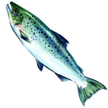白色背景上的大西洋鮭魚(yú)魚(yú)圖片